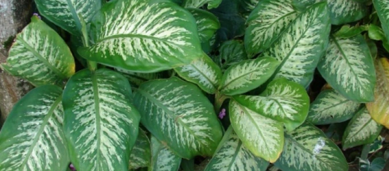 Προσοχή: Αυτό είναι το φυτό που προκαλεί τοξική δηλητηρίαση – Ποια είναι τα συμπτώματα