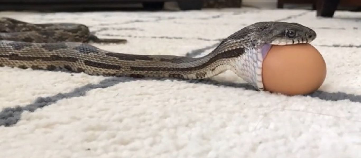 Φίδι καταβροχθίζει αυγό κότας! (βίντεο)