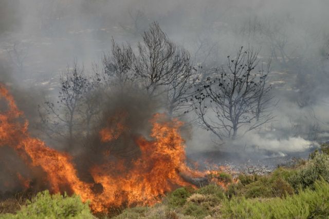 Κοζάνη: Φωτιά σε δασική έκταση στο Καπνοχώρι