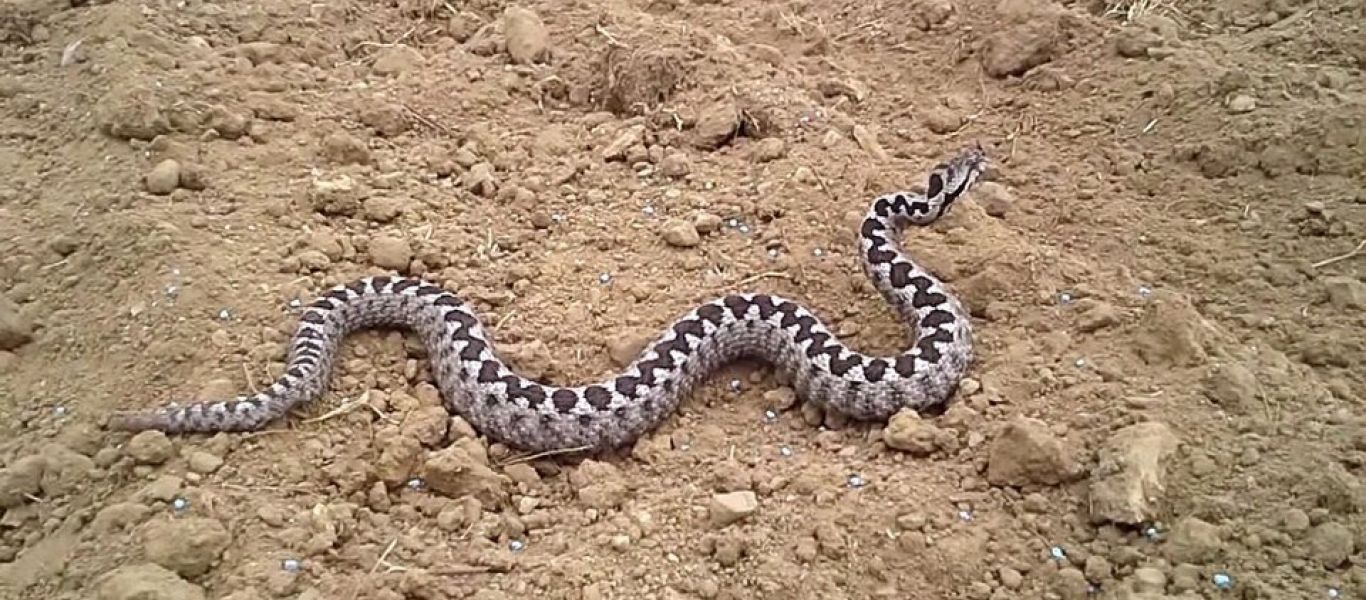 Θανάσιμο αστείο: Άντρας έβαλε στο στόμα του μωρό οχιά και πέθανε! (βίντεο)