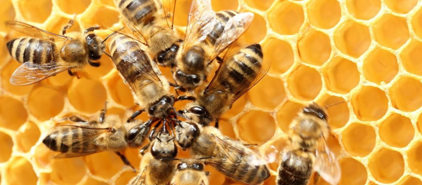 Αυστραλία: Άντρας ήρθε αντιμέτωπος με σμήνος εκατοντάδων μελισσών στο αμάξι του (βίντεο)
