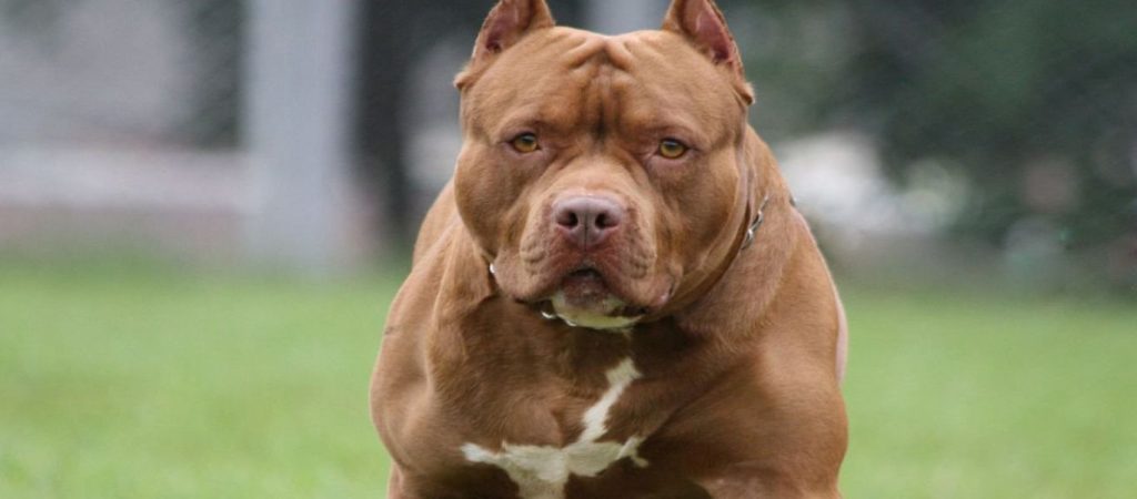 Θεσσαλονίκη: Πιτμπουλ επιτέθηκε σε 83χρονο στη Χαλκηδόνα – Συνελήφθη ο ιδιοκτήτης του σκύλου