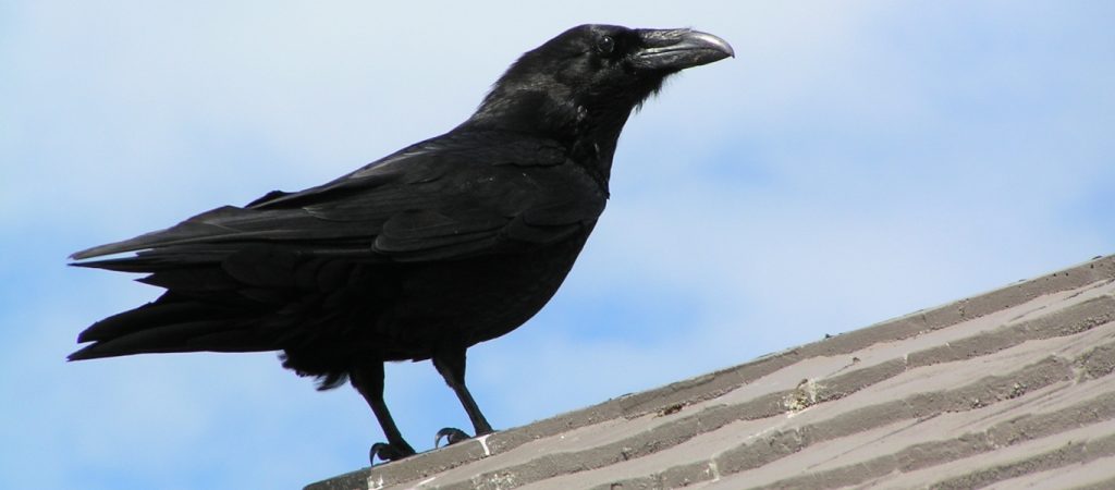 «Βροχή» από νεκρά κοράκια στη Σιβηρία – Εκατοντάδες πτηνά έπεσαν από τον ουρανό (βίντεο)