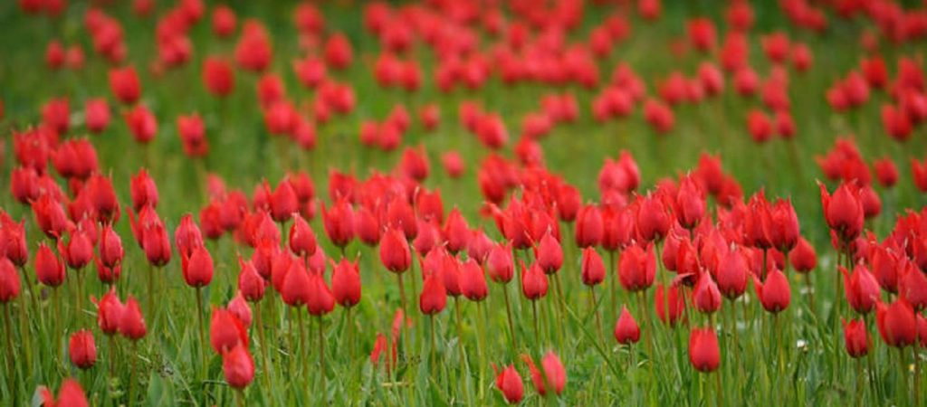 Η πιο όμορφη τουλίπα του κόσμου που κόστιζε όσο ένα… σπίτι! (φώτο)