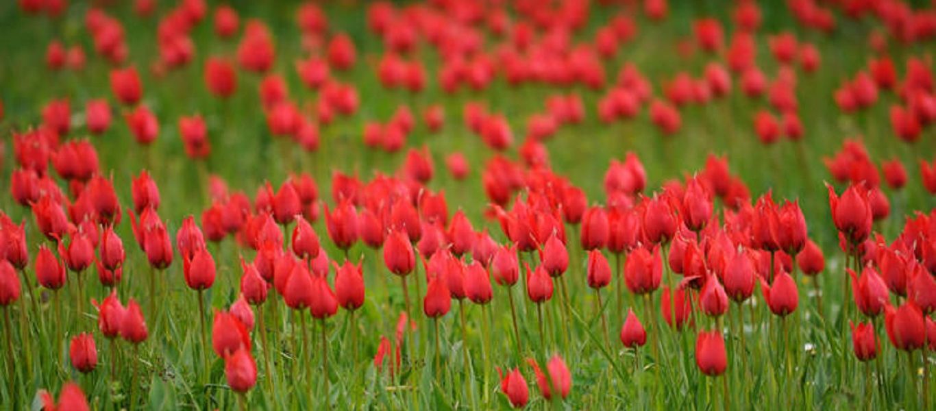 Η πιο όμορφη τουλίπα του κόσμου που κόστιζε όσο ένα… σπίτι! (φώτο)