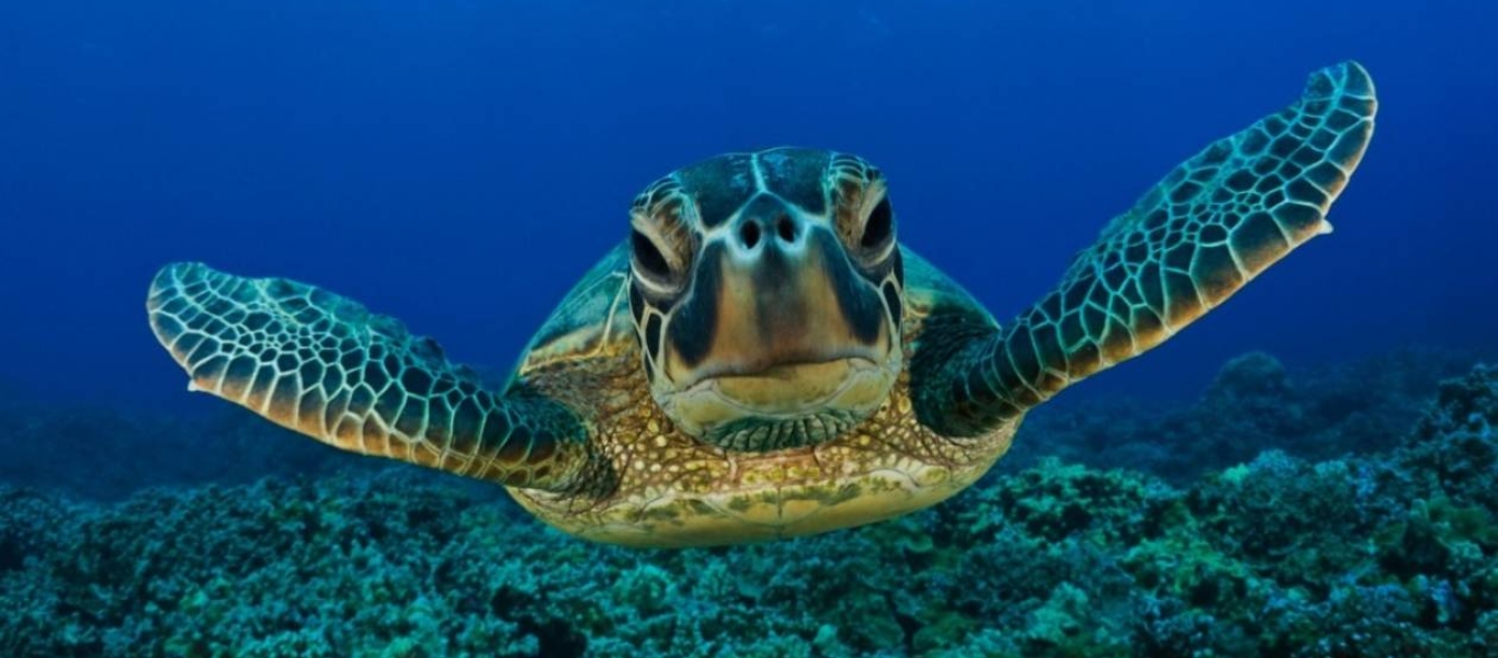 Ηλεία: Εντοπίστηκε νεκρή χελώνα καρέτα-καρέτα σε παραλία στον Άγιο Ηλία