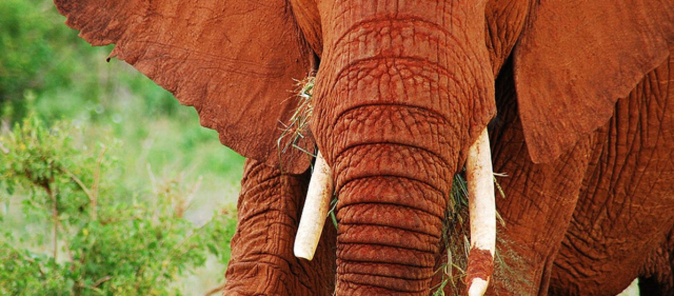 Ασυνήθιστοι κόκκινοι ελέφαντες στην Κένυα – Πως εξηγείται αυτό το φαινόμενο; (φωτο)