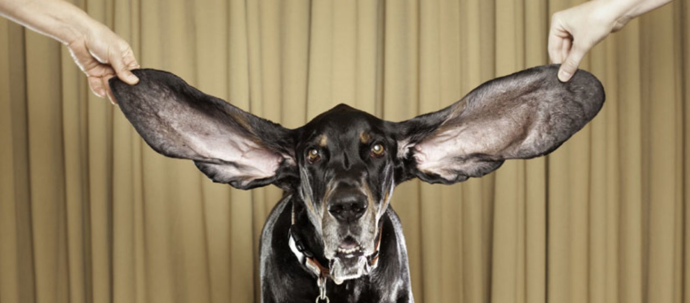 Σκυλίτσα μπήκε στο ρεκόρ Γκίνες για τα αυτιά της – Τα μεγαλύτερα σε όλο τον κόσμο (βίντεο)