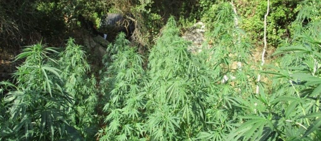 Εντοπίστηκε τεράστια χασισοφυτεία με 2.650 δενδρύλλια στον Πλατανιά – Κατασχέθηκε από τις Αρχές