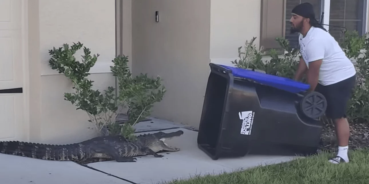 Παγίδευσε αλιγάτορα έξω από το σπίτι του με έναν κάδο απορριμμάτων (βίντεο)