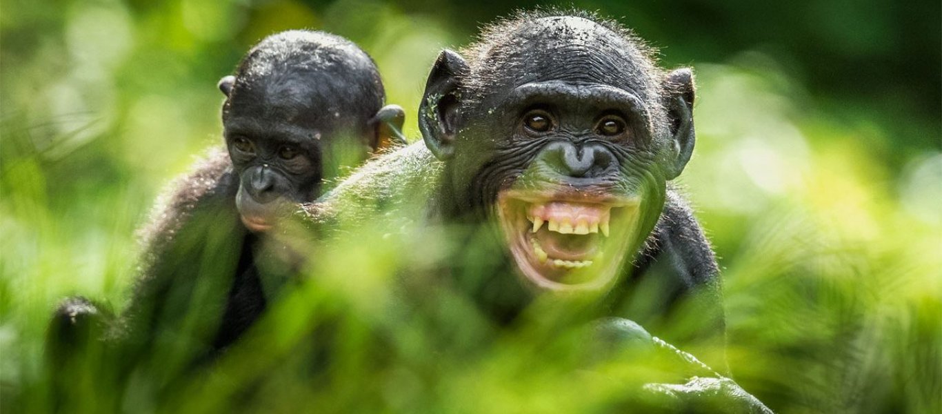 Έρχεται το τέλος του AIDS; – Ερευνητές ανακάλυψαν γονίδιο στις μαϊμούδες που μπορεί να «κρύβει» τη θεραπεία