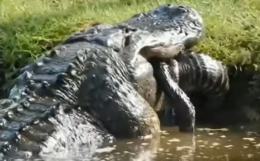 Απίστευτο βίντεο κάνει το γύρο του κόσμου: Αλιγάτορας καταπίνει κροκόδειλο