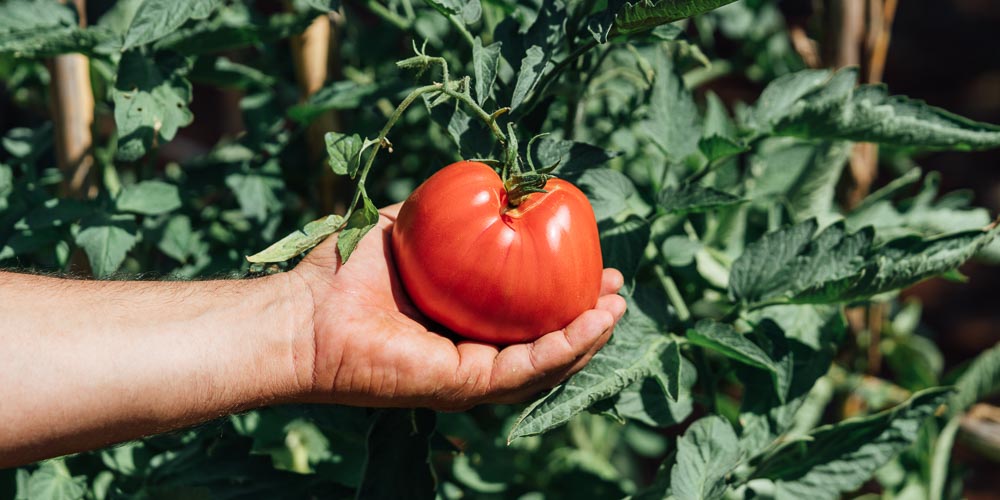 Ντομάτα: Πώς επηρεάζει σοβαρές ασθένειες; – Τα οφέλη της για την υγεία