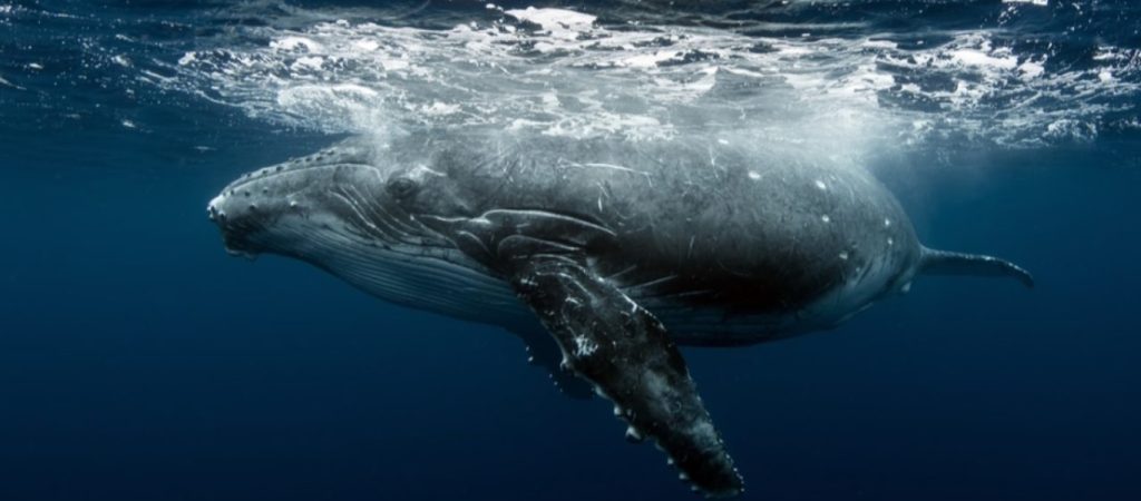 Αργεντινή: Εντυπωσιακή επιχείρηση διάσωσης φάλαινας στην παραλία της Λουσίλα ντελ Μαρ (βίντεο)