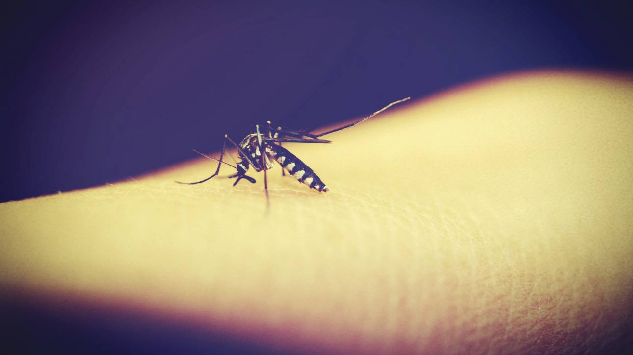 Ανησυχία στις ΗΠΑ για είδος κουνουπιών που μεταφέρουν θανατηφόρο ιό