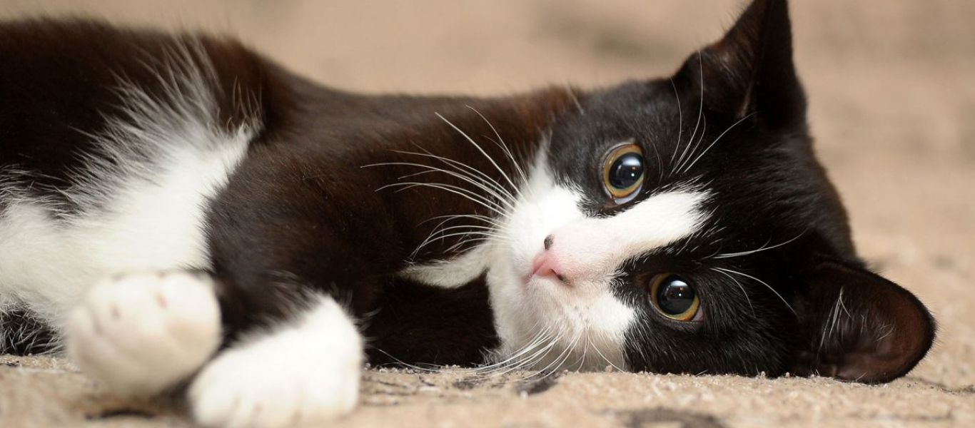 Ξεκαρδιστικό: Γάτα κλέβει ολόκληρες σακούλες γατοτροφή… από τη γειτόνισσα! (βίντεο)