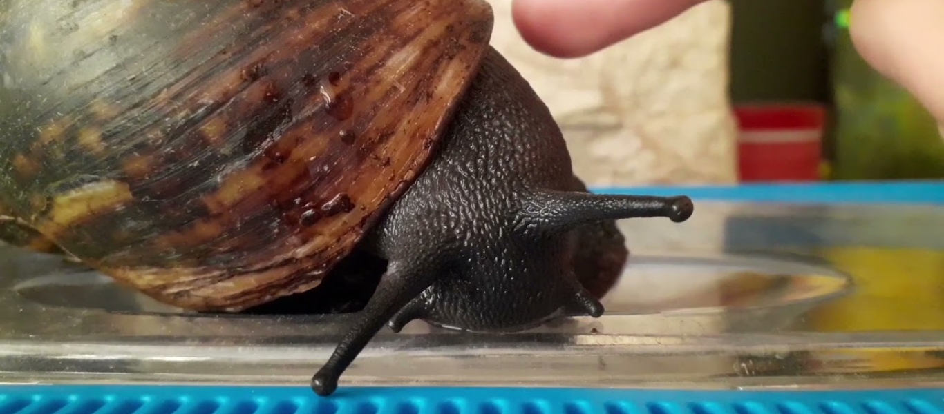 Τεράστια σαλιγκάρια τρώνε τα πάντα στο πέρασμά τους και προκαλούν μηνιγγίτιδα (βίντεο)