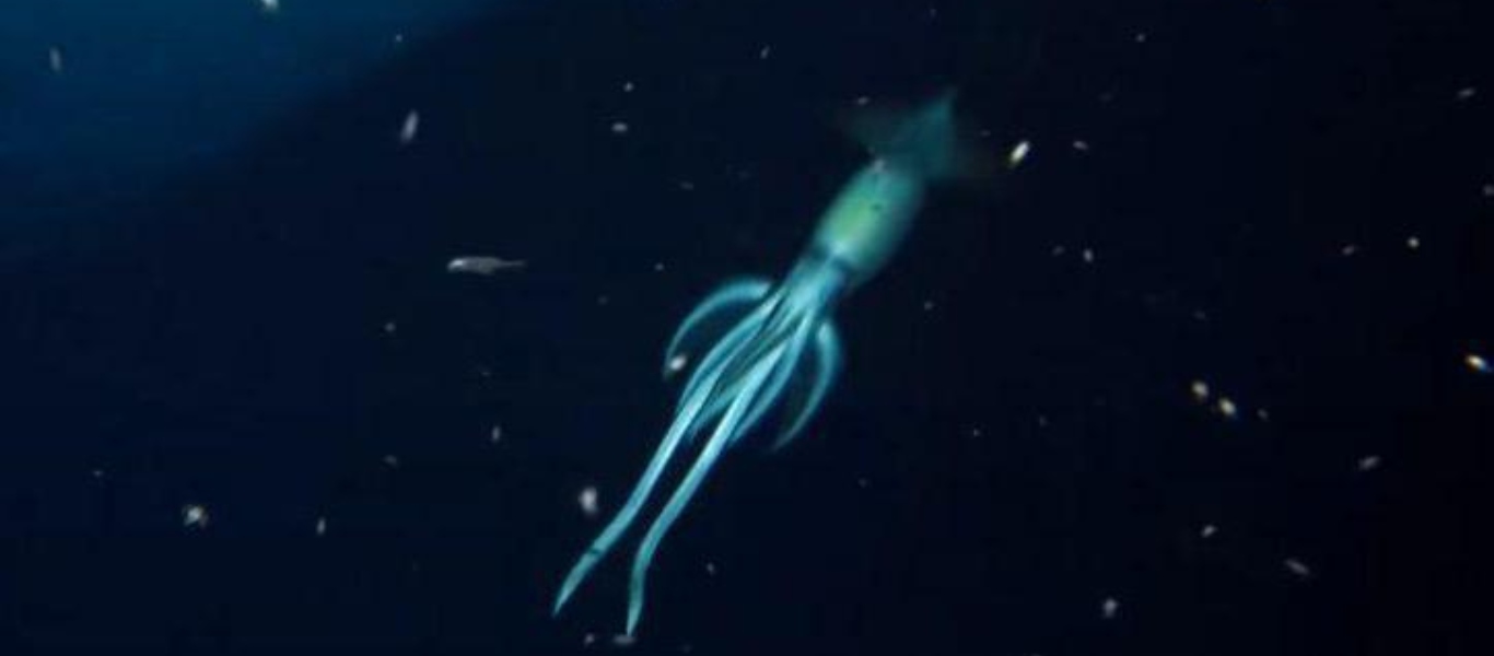 Ερευνητές εντόπισαν τεράστιο καλαμάρι στην Ερυθρά Θάλασσα – Φτάνει το μέγεθος ανθρώπου (βίντεο)