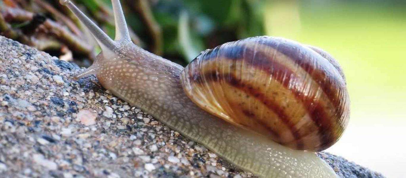 «Εξωγήινο» σαλιγκάρι χτύπαγε με μανία κουδούνι πόρτας μέσα στη νύχτα (βίντεο)