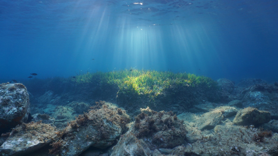 Βρετανία: Παράξενα πλάσματα κάνουν απόβαση στις ακτές της Κορνουάλης (βίντεο)