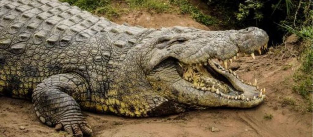 Απίστευτο: Κροκόδειλος πηδά έξω από το νερό και πιάνει drone… στον αέρα (βίντεο)