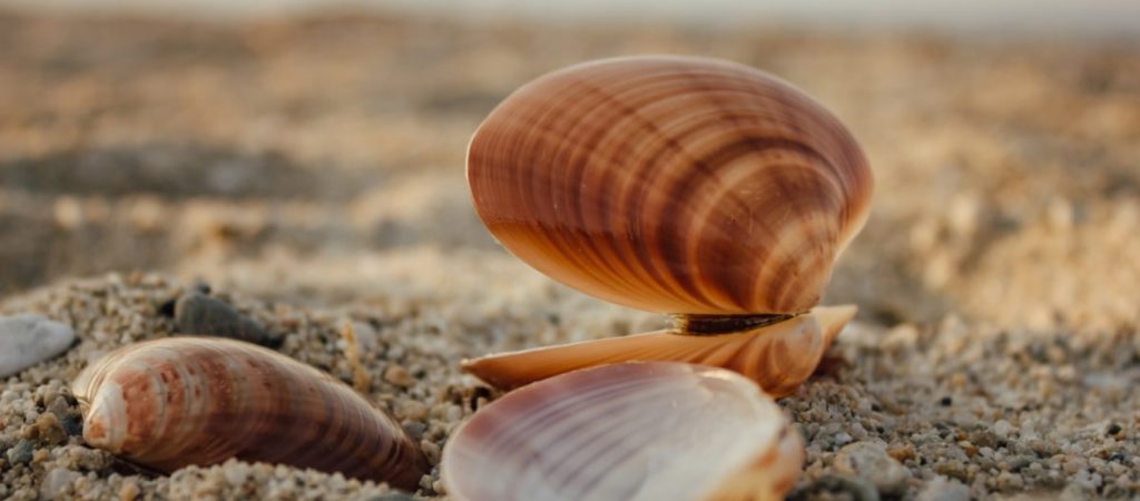 Το μυστικό με το κοχύλι στην κουζίνα που θα σας βοηθήσει τον χειμώνα