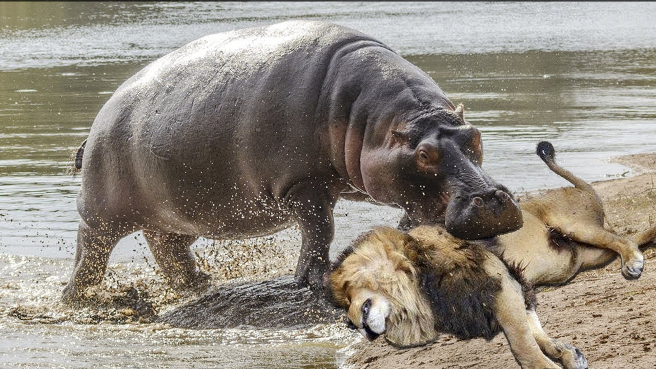 Ιπποπόταμος βγάζει «νοκ άουτ» λιοντάρι – Δείτε τη μάχη τους (βίντεο)