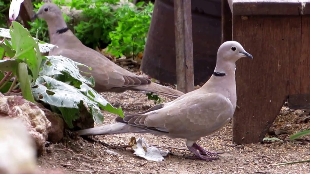 Εντοπίστηκε στη Λέσβο το φοινικοτρύγονο – Νέο αναπαραγόμενο είδος για τη χώρα