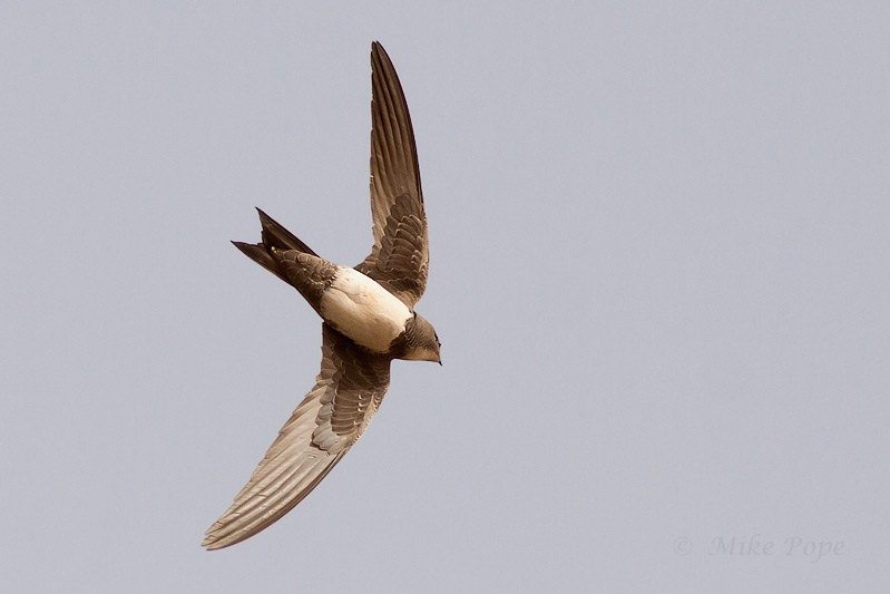 200 μέρες εν πτήσει: Αυτό το πουλί προσγειώνεται μόνο κάθε έξι μήνες! (φωτο)