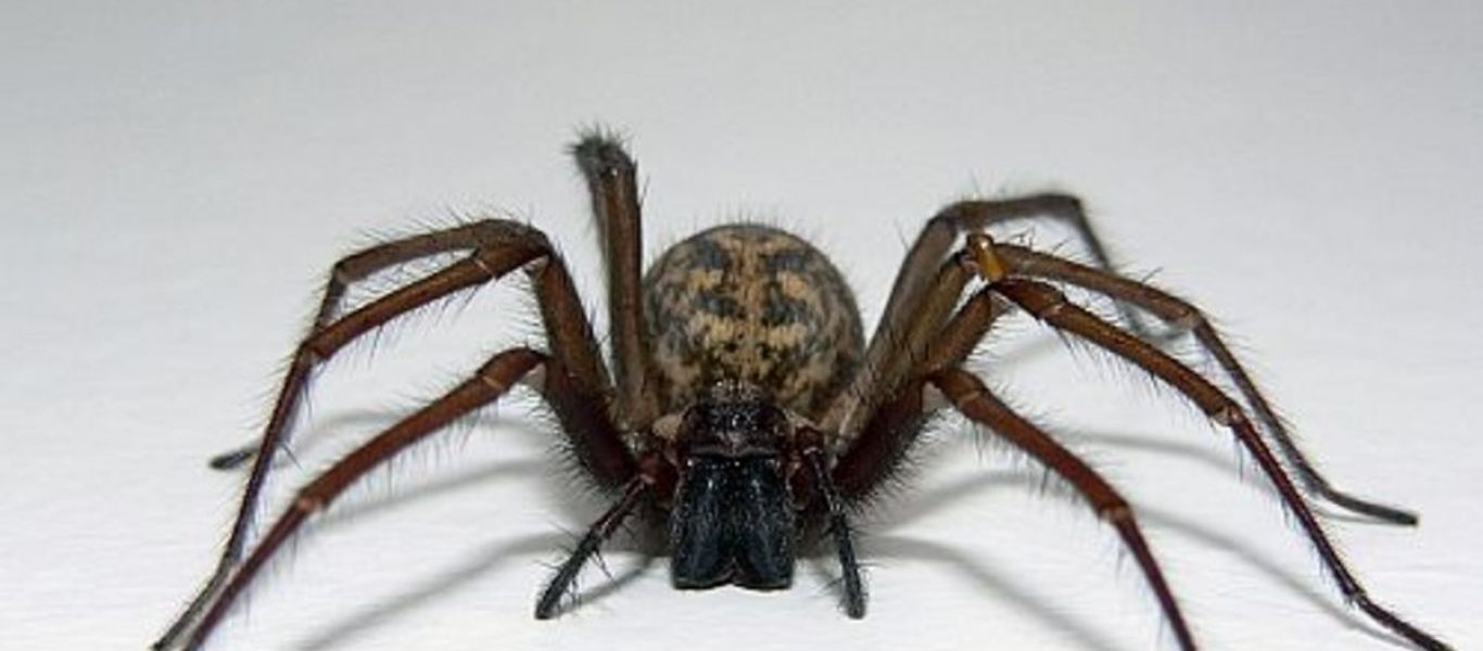 Άντρας βρήκε τεράστια δηλητηριώδης αράχνη με χιλιάδες μωρά κάτω από το κρεβάτι του! (φώτο)