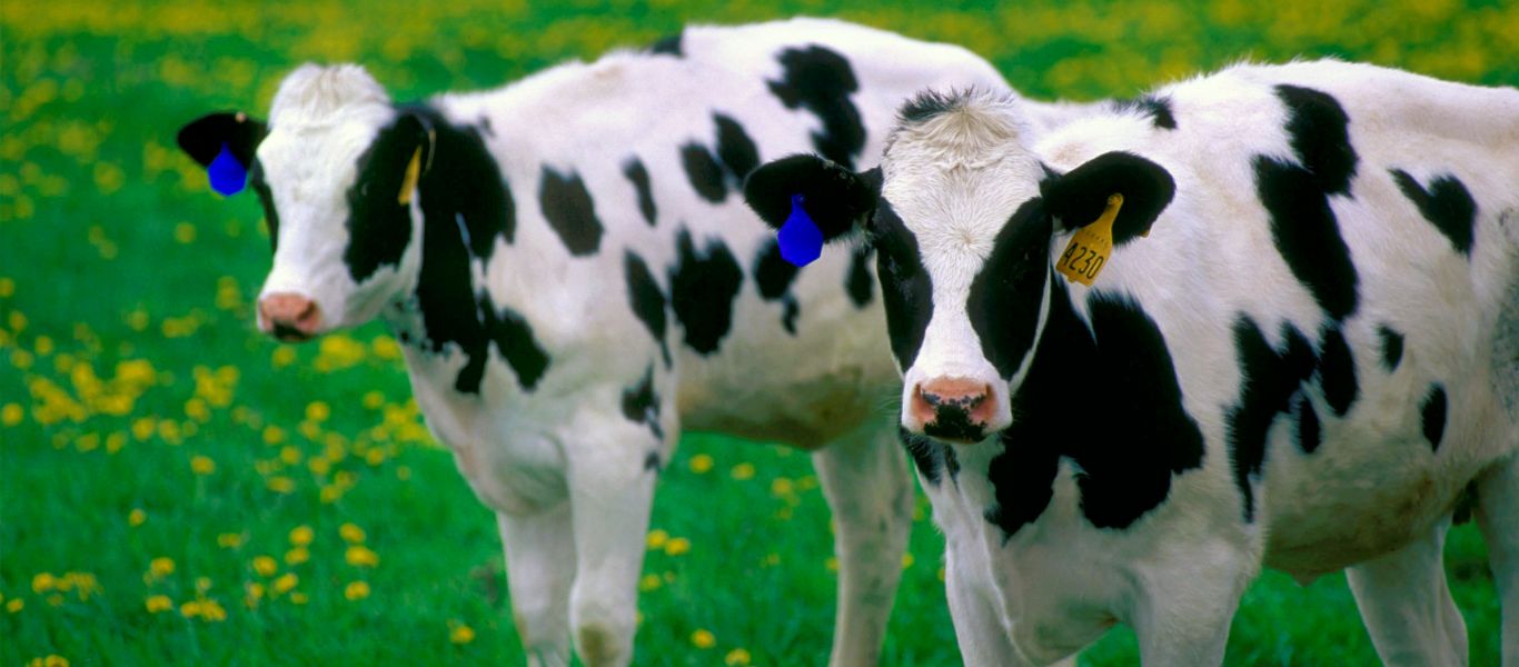 Γερμανία: Επιστήμονες εκπαιδεύουν αγελάδες να πηγαίνουν… τουαλέτα για να αντιμετωπίσουν την κλιματική αλλαγή