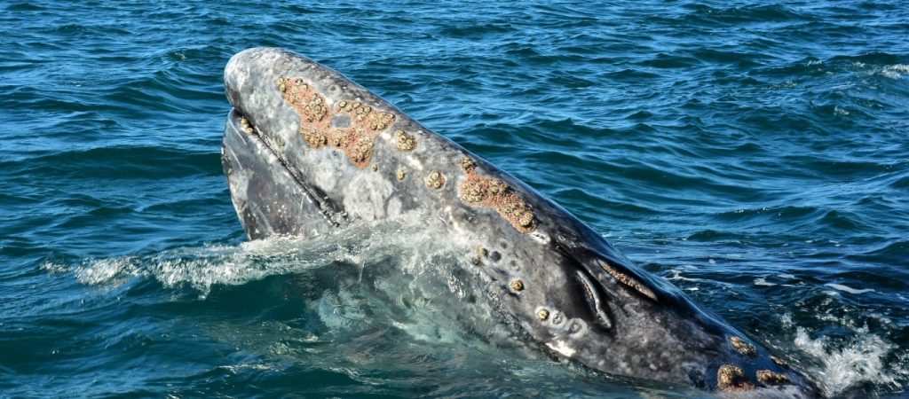 Αυτά είναι τα γηραιότερα ζώα στον κόσμο – Ζουν εκατοντάδες χρόνια!