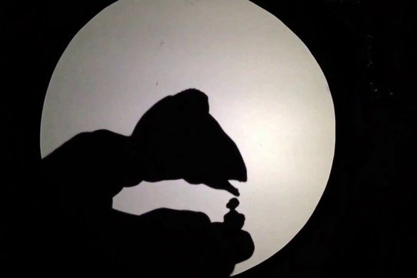 Εντυπωσιακό: Μαγικό σόου με σκιές ανθρώπων και ζώων (βίντεο)