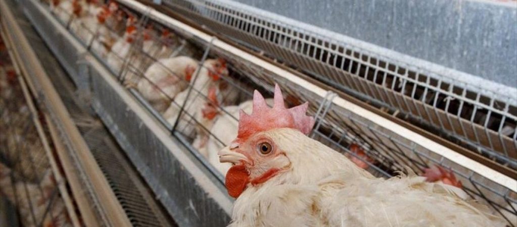 Έκκληση από τους πτηνοτρόφους για τις αυξήσεις στην ενέργεια