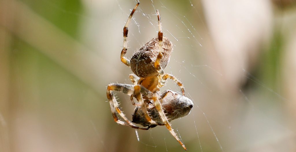 «Πανικός» στη Βόρεια Ιρλανδία – Χιλιάδες αράχνες «κόβουν βόλτες» σε αυτοκίνητα (βίντεο)