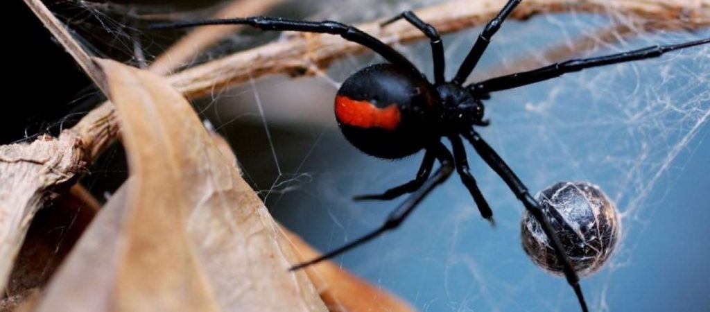 Γυναίκα είχε τρομερούς πόνους και πήγε στο νοσοκομείο – Οι γιατροί βρήκαν… αράχνη στο αυτί της! (βίντεο)