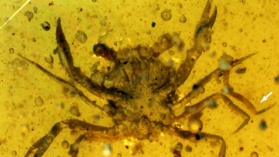 Βρέθηκε πλήρως διατηρημένο καβουράκι από τη εποχή των δεινοσαύρων εγκλωβισμένο σε κεχριμπάρι (φωτο)