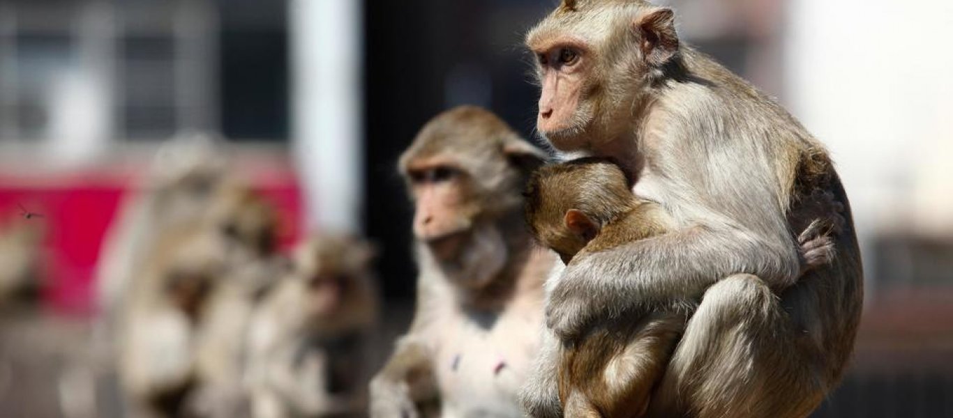 Απίστευτο περιστατικό στην Ινδία – Μαϊμού πέταξε τούβλο από τον 2ο όροφο & σκότωσε άνδρα