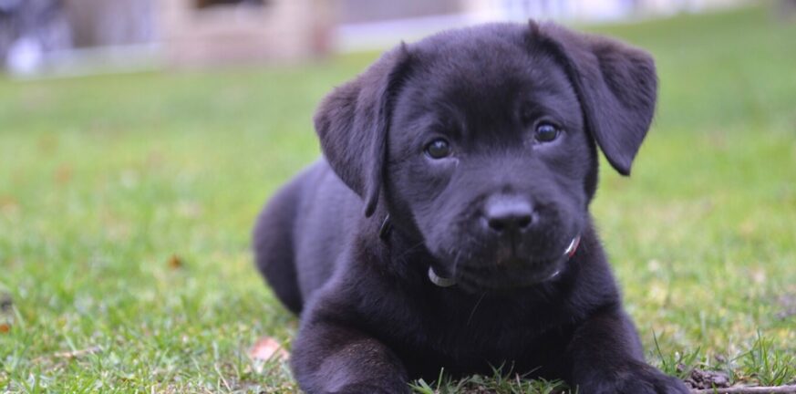 Θεσσαλονίκη: Εξιχνιάστηκε απάτη με πωλήσεις άρρωστων κουταβιών
