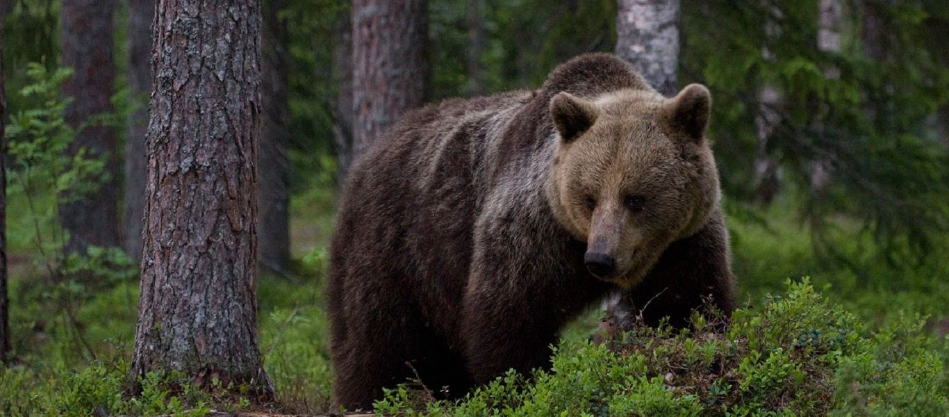 Aπίστευτο: Ρώσος μποξέρ σκότωσε αρκούδα η οποία λίγο πριν είχε σκοτώσει τον φίλο του!