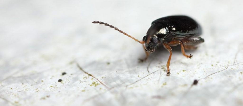 Οι κοριοί προτιμούν συγκεκριμένο χρώμα σεντόνια – Το ήξερες;