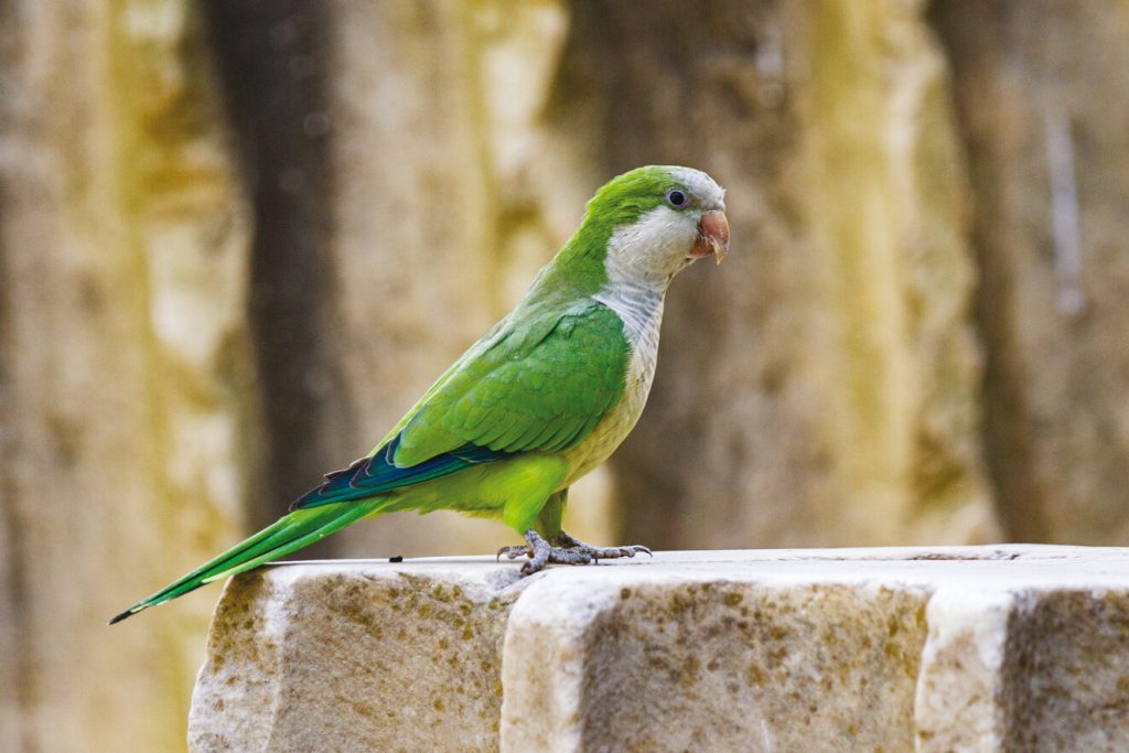 Ξεκαρδιστικό: Παπαγάλος κάνει… τον πεθαμένο και γίνεται viral (βίντεο)
