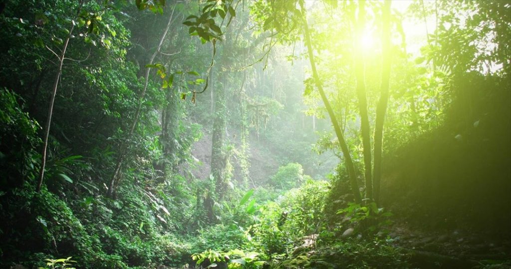 Μοναδικό θέαμα: Το δάσος που «σκάει χαμόγελο» κάθε φθινόπωρο (φωτο)