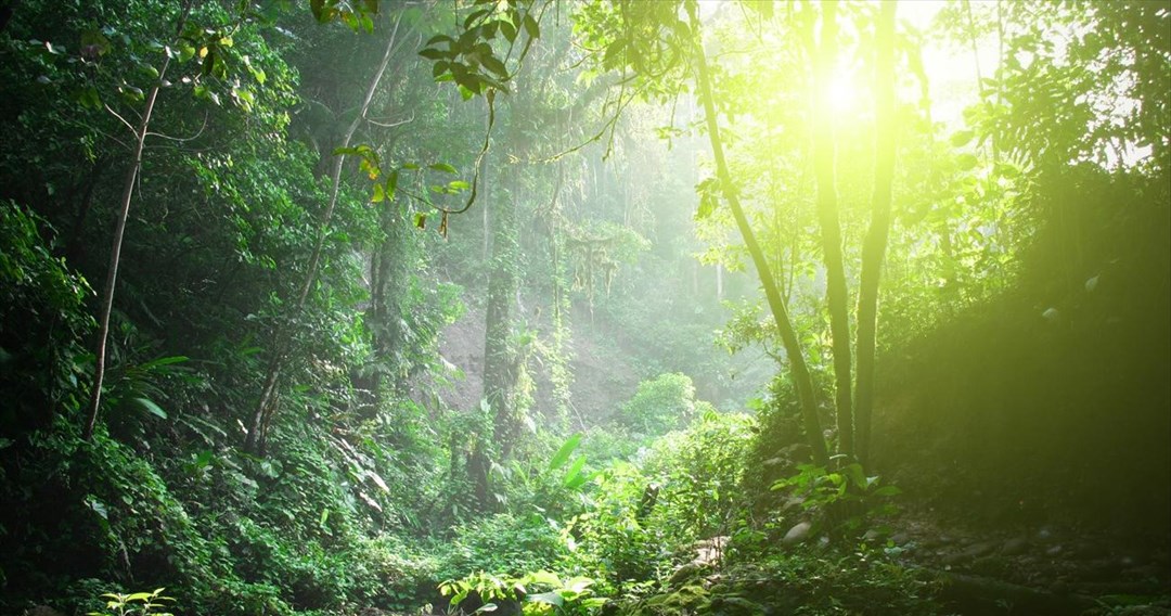 Μοναδικό θέαμα: Το δάσος που «σκάει χαμόγελο» κάθε φθινόπωρο (φωτο)