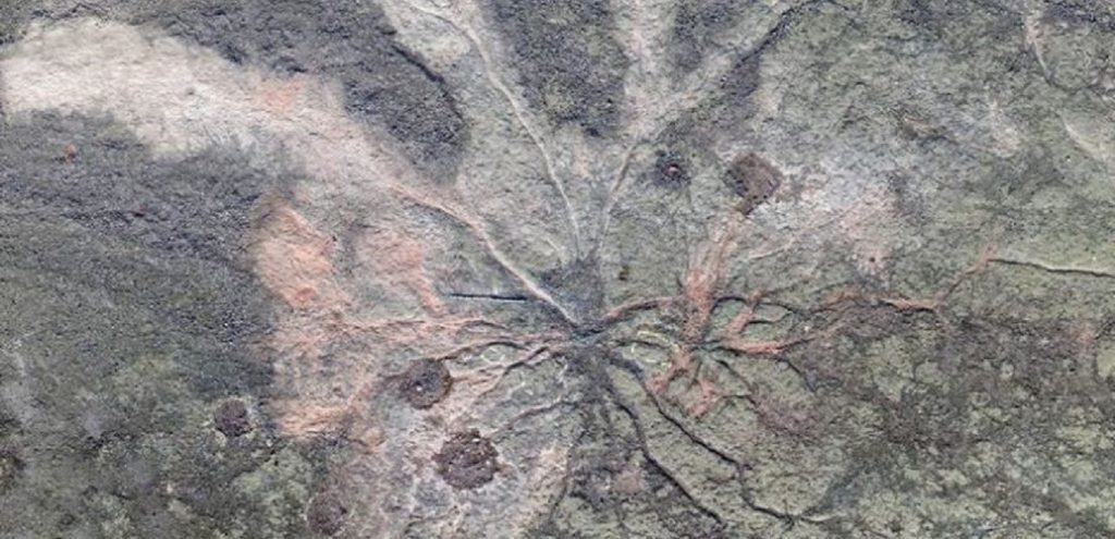 Το αρχαιότερο απολιθωμένο δάσος του κόσμου – Έχει ηλικία περίπου 386 εκατομμυρίων χρόνων!