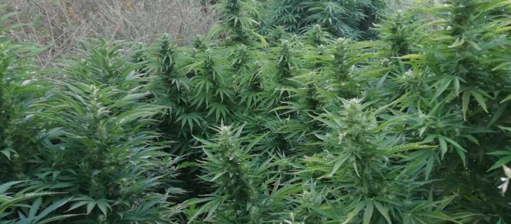 Κοζάνη: Χειροπέδες σε 56χρονο για καλλιέργεια δενδρυλλίων κάνναβης