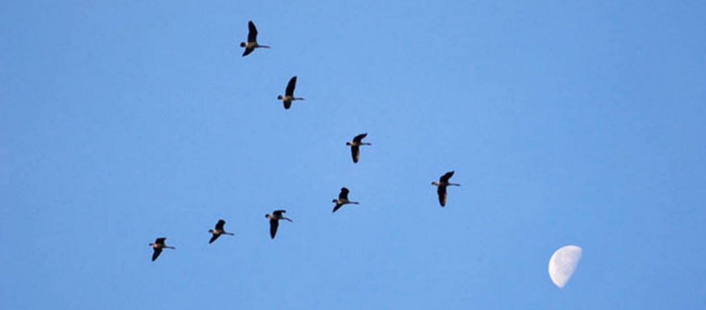 Το γνωρίζατε; – Γιατί τα πουλιά πετούν σε σχηματισμό V;