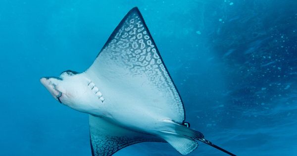 Αυτά είναι τα πιο επικίνδυνα πλάσματα της θάλασσας