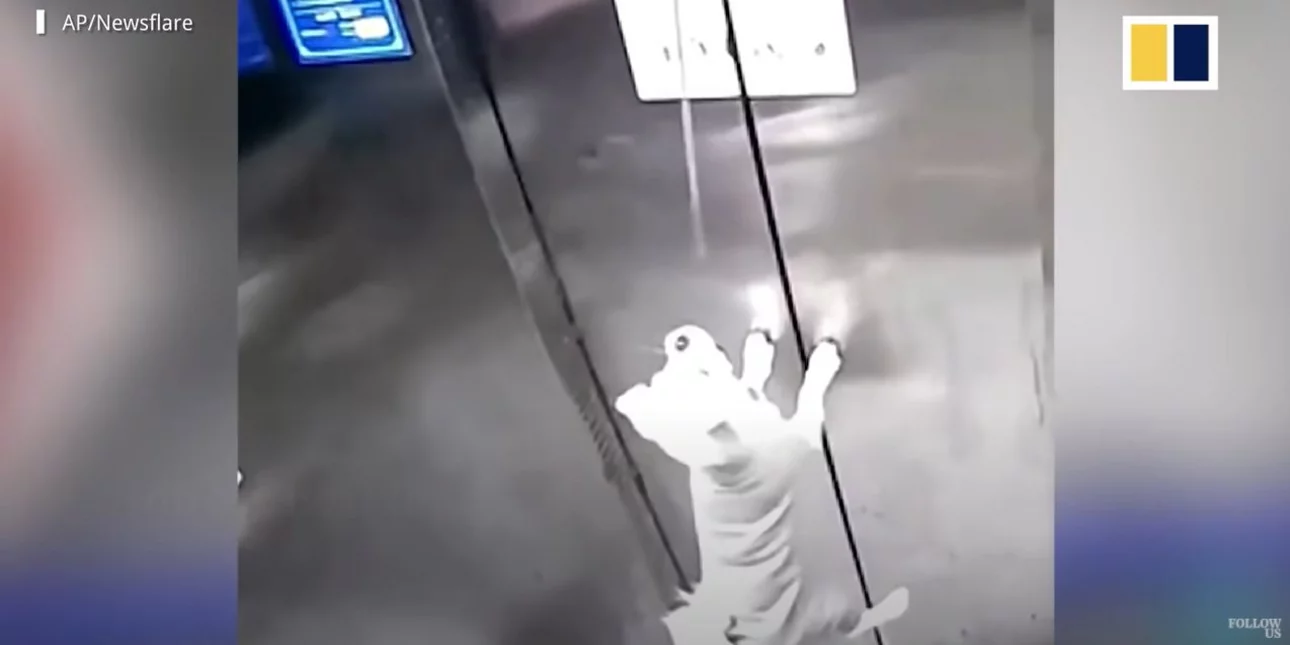 Η τρομακτική στιγμή που λουρί σκύλου πιάνεται στις πόρτες του ασανσέρ – Γλίτωσε «από θαύμα» (βίντεο)