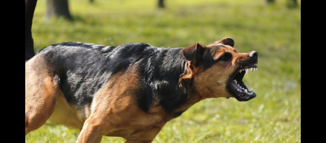 Αγρίνιο: Άγρια επίθεση σκύλου σε δύο γυναίκες – Η μία σε κρίσιμη κατάσταση με βαριά τραύματα